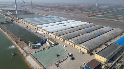 科技賦能，綠色轉(zhuǎn)型 東營(yíng)市河口區(qū)以工廠化養(yǎng)殖與礦山技術(shù)走出鄉(xiāng)村振興新步伐